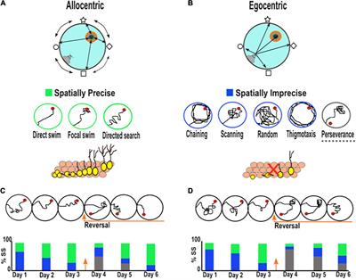 Morris Water Maze and Contextual Fear Conditioning Tasks to Evaluate Cognitive Functions Associated With Adult Hippocampal Neurogenesis